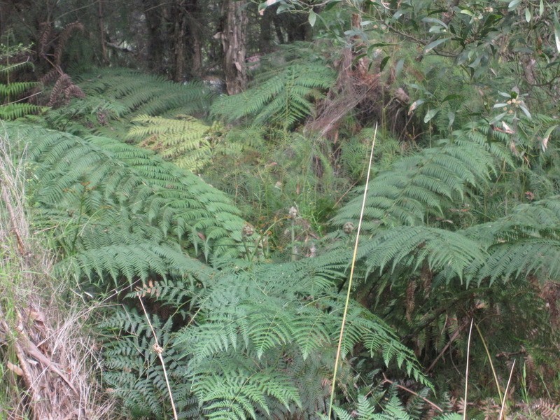 361 Glendonald Way, Hazelwood South VIC 3840