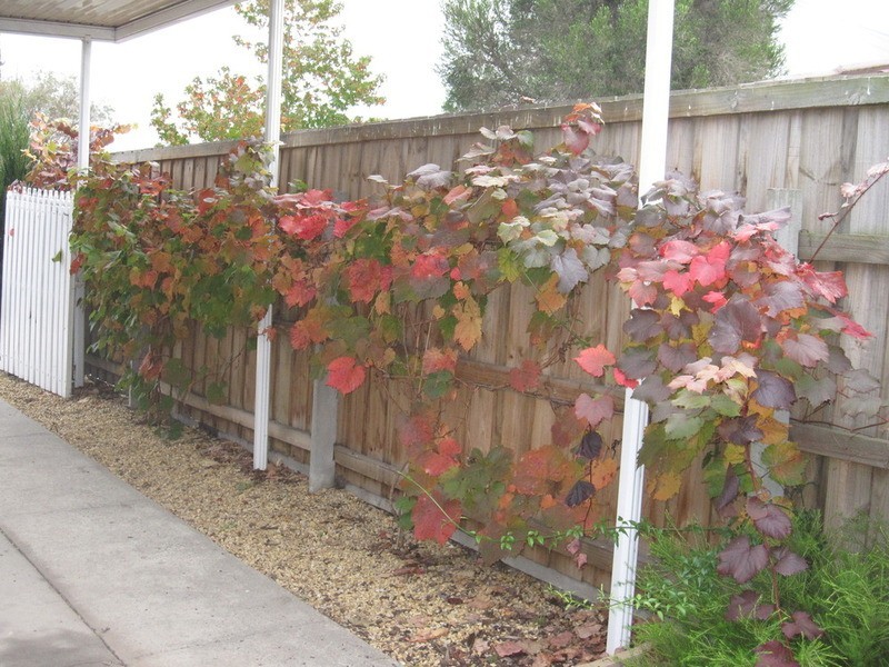 65 Maple Crescent, Churchill VIC 3842