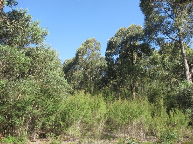 55 McIntosh Road, Boolarra VIC 3870