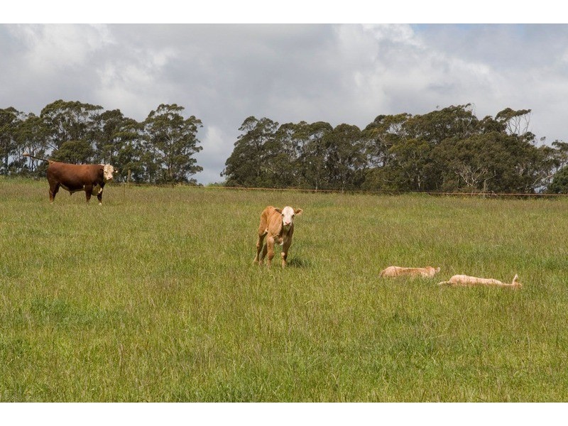 1870 Strezlecki Highway, Mirboo North VIC 3871