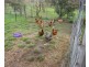 21 Seven Mile Road, Trafalgar VIC 3824