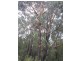 8 Gilfedder Terrace, Mirboo North VIC 3871