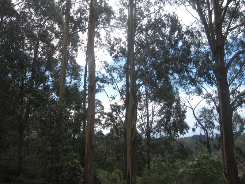 50 Reidy’s Road, Jeeralang Junction VIC 3840