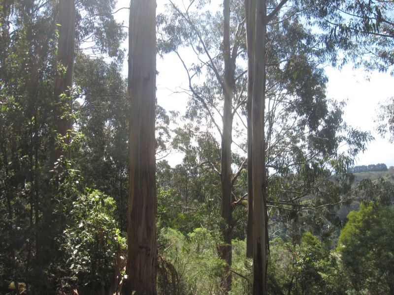 50 Reidy’s Road, Jeeralang Junction VIC 3840