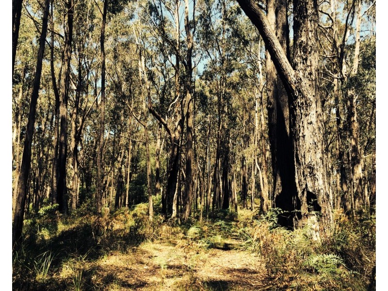 Lot 1 Whitelaws Track, Budgeree VIC 3870