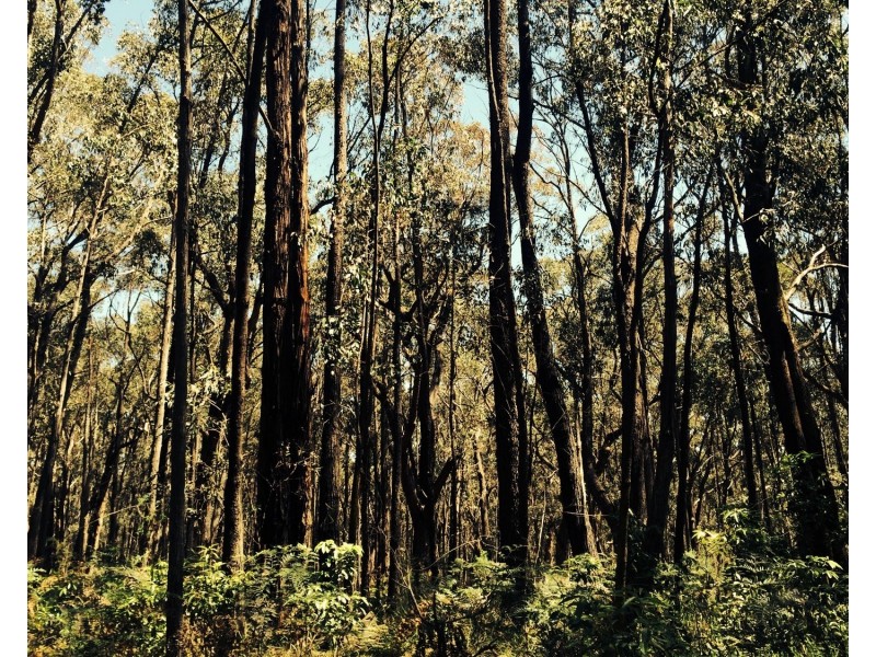 Lot 1 Whitelaws Track, Budgeree VIC 3870