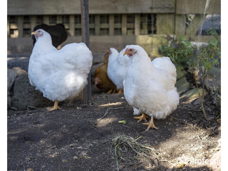 26 Sharland Close, Mount Evelyn VIC 3796