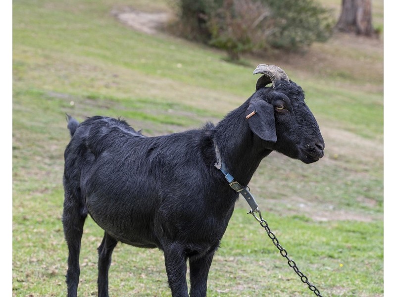 115 Bailey Road, Mount Evelyn VIC 3796