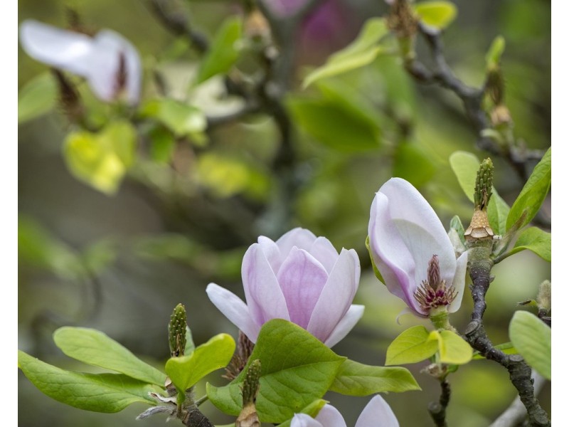 6 Fernhill Road, Mount Evelyn VIC 3796