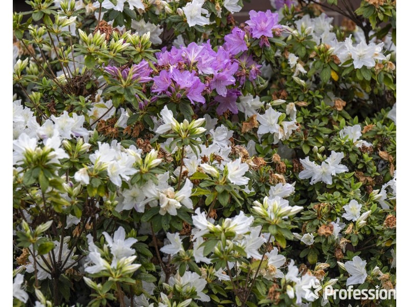 6 Fernhill Road, Mount Evelyn VIC 3796