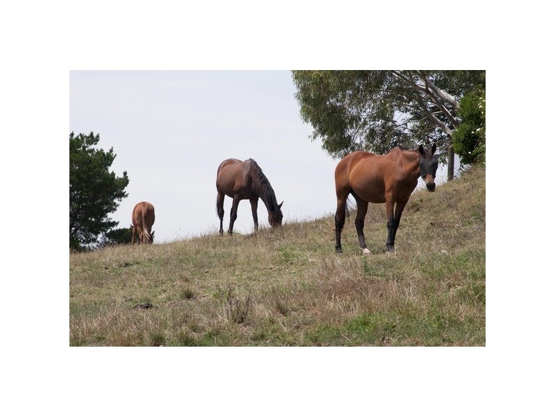 205 Victoria Road, Wandin North VIC 3139