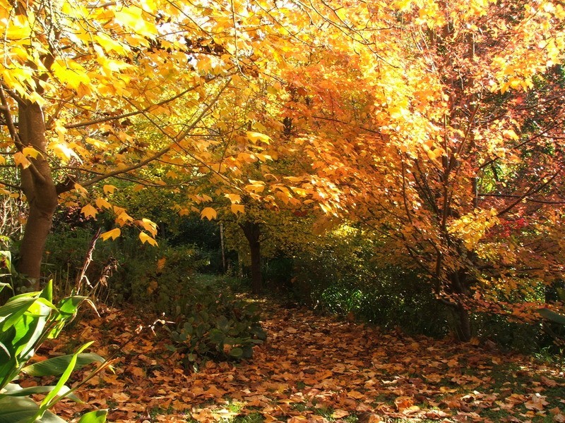 59 Barbers Road, Kalorama VIC 3766