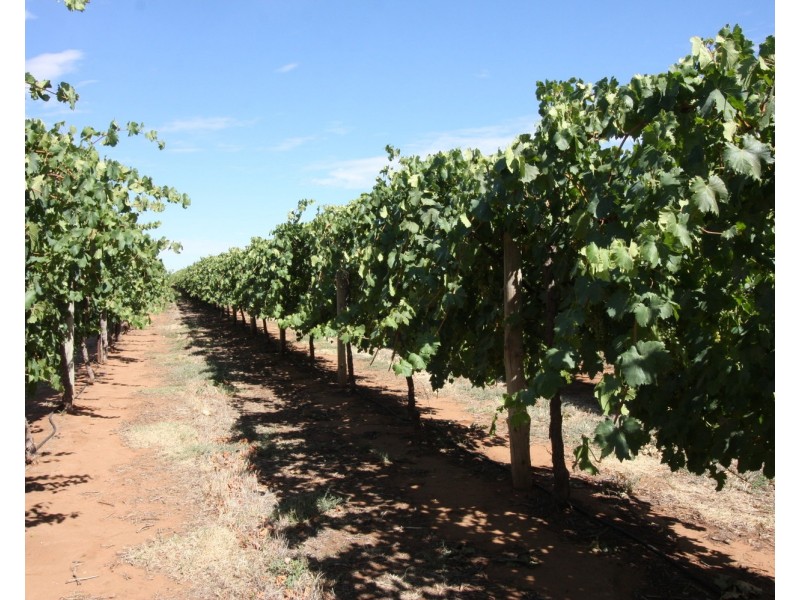 224 Koraleigh Road, Koraleigh NSW 2735