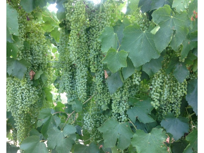 224 Koraleigh Road, Koraleigh NSW 2735