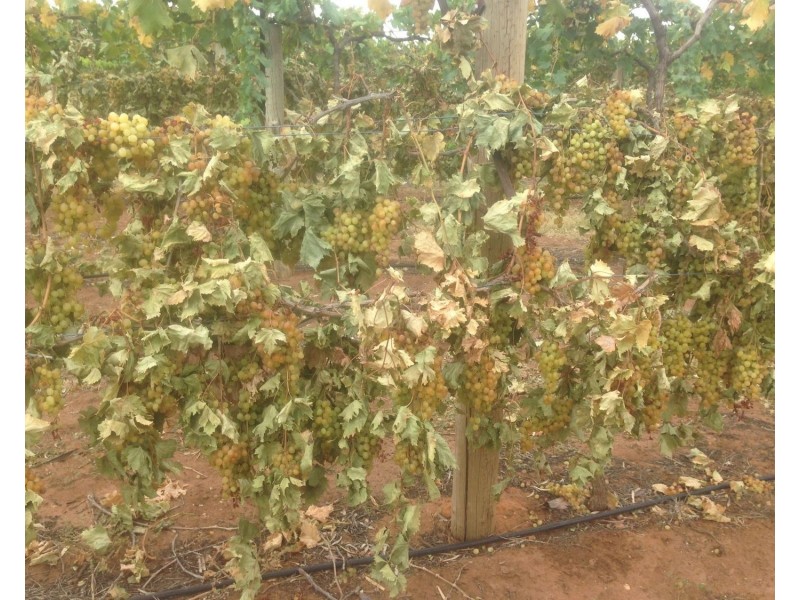 224 Koraleigh Road, Koraleigh NSW 2735