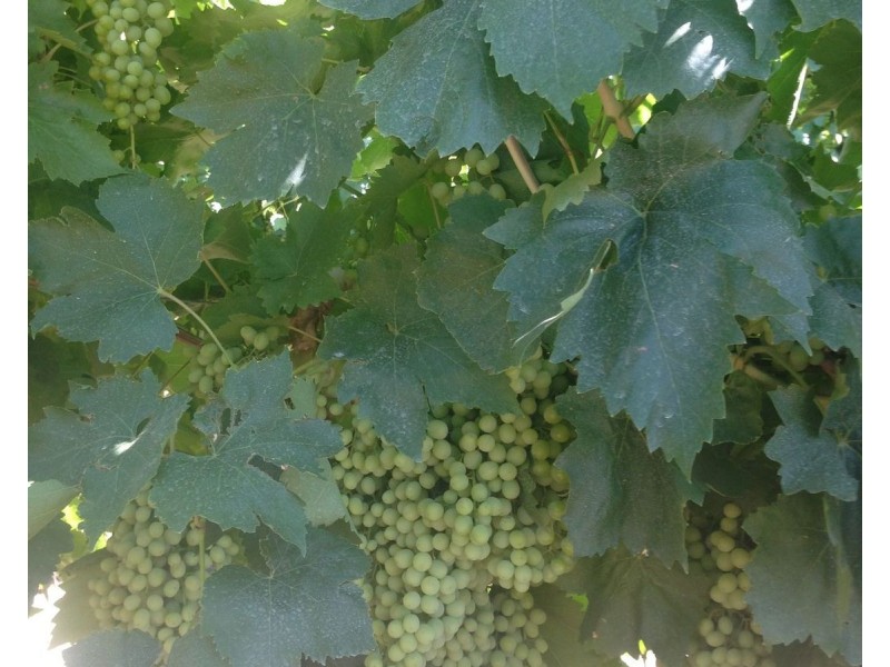 224 Koraleigh Road, Koraleigh NSW 2735