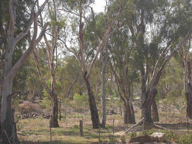 1047 Pental Island  Road, Swan Hill VIC 3585