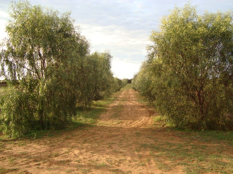 75 McGregor Lane, Vinifera VIC 3591