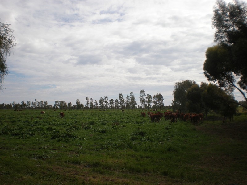 1 Davidsons Lane, Murray Downs NSW 3585