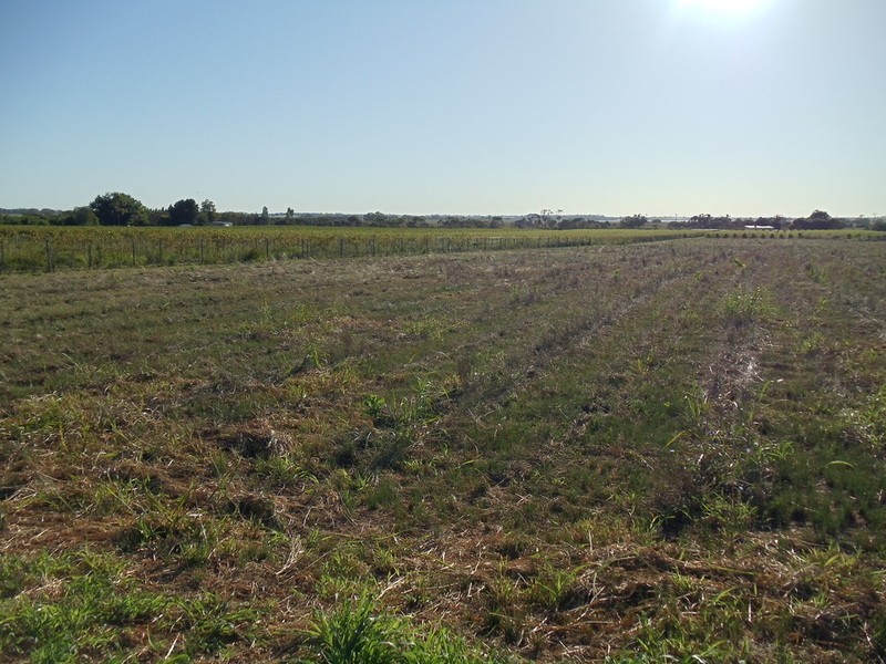 Lot/73 Willoughby Road, Vinifera VIC 3591