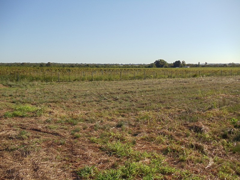 Lot/73 Willoughby Road, Vinifera VIC 3591