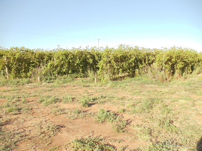 Lot/73 Willoughby Road, Vinifera VIC 3591