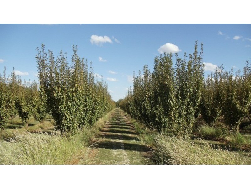 Lot 1 Murray Valley Highway, Wood Wood VIC 3596