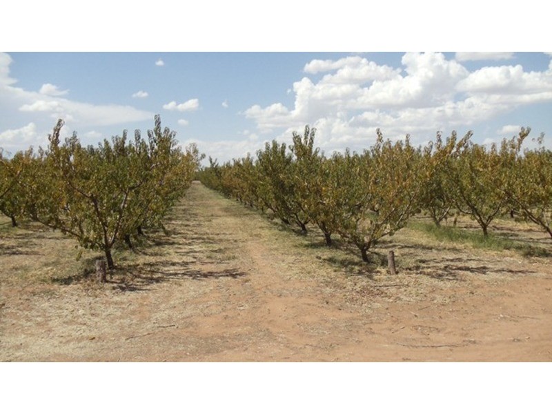 215 Hobson Road, Nyah West VIC 3595