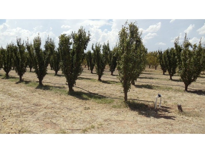 215 Hobson Road, Nyah West VIC 3595