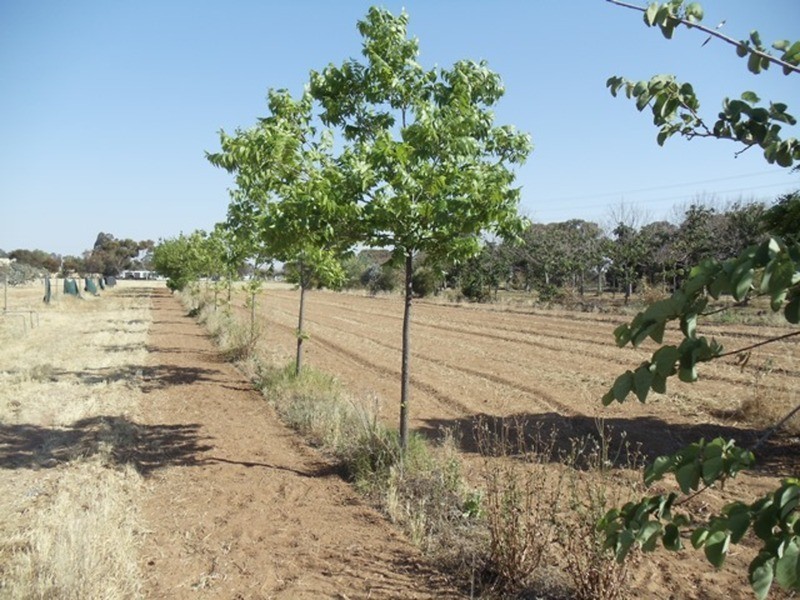 4462a Murray Valley Highway, Lake Boga VIC 3584