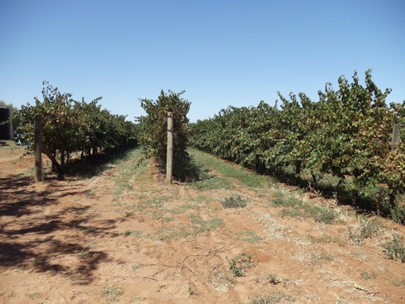 41 Wanera Lane, Goodnight NSW 2736