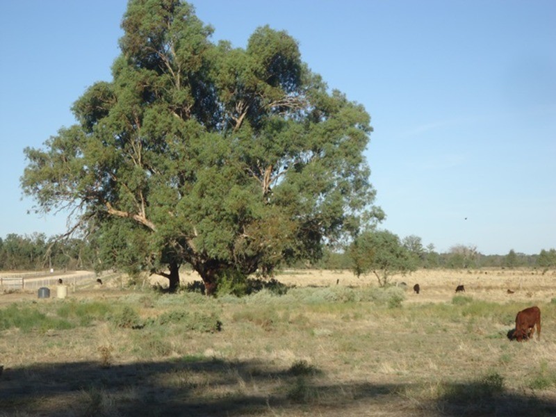 1411 Pental Island Road, Swan Hill VIC 3585