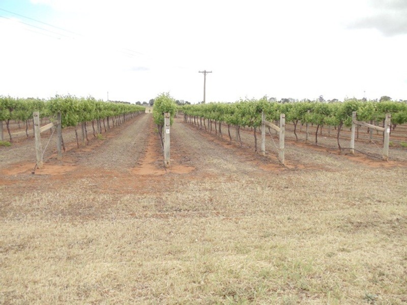 36 Vernon Lane, Vinifera VIC 3591