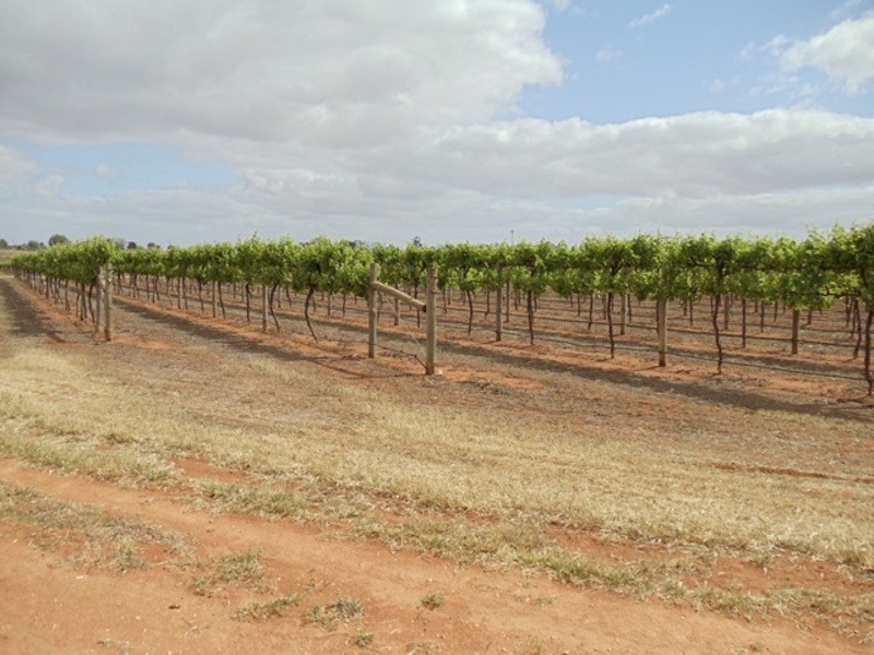 36 Vernon Lane, Vinifera VIC 3591