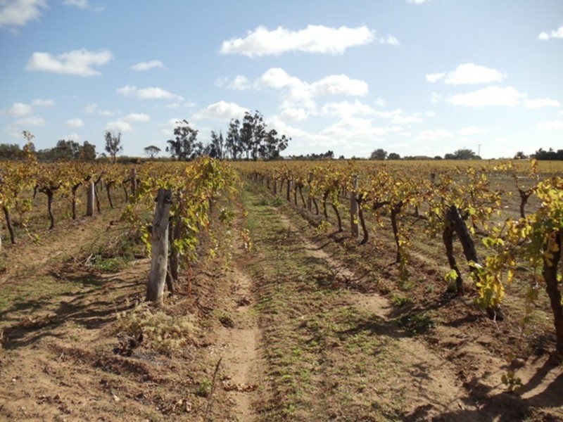 114 Shadbolt Lane, Vinifera VIC 3591