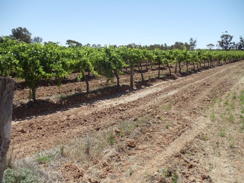 114 Shadbolt Lane, Vinifera VIC 3591