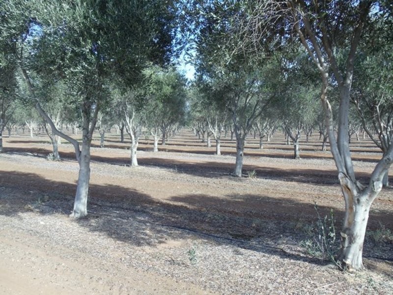 0 Grant Lane, Tresco VIC 3583