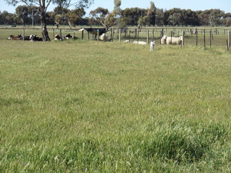 204 Creamery Road, Tyntynder VIC 3586