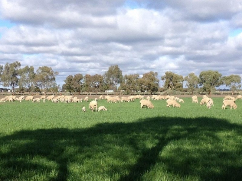 594 Tyntynder Rd Tyntynder, Swan Hill VIC 3585