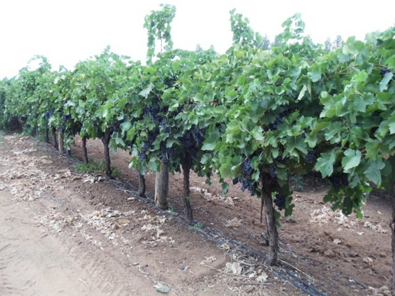 771 Lockhart Road, Goodnight NSW 2736