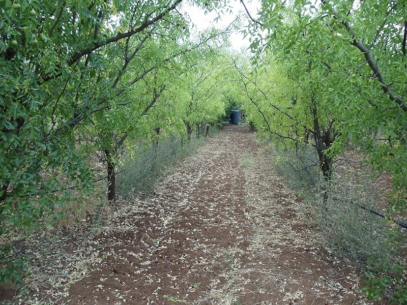 771 Lockhart Road, Goodnight NSW 2736