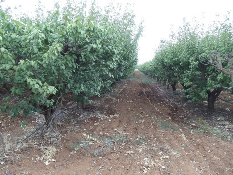 771 Lockhart Road, Goodnight NSW 2736