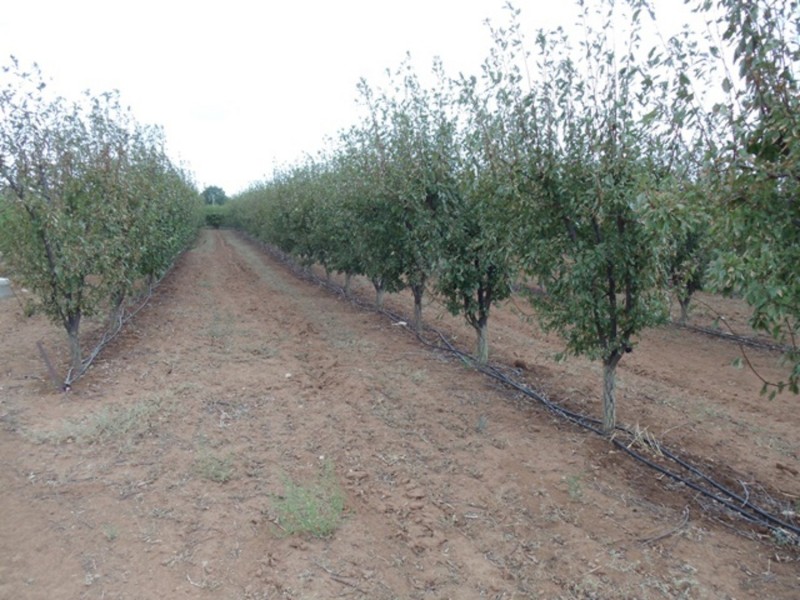 771 Lockhart Road, Goodnight NSW 2736