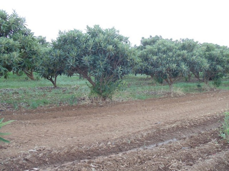 771 Lockhart Road, Goodnight NSW 2736