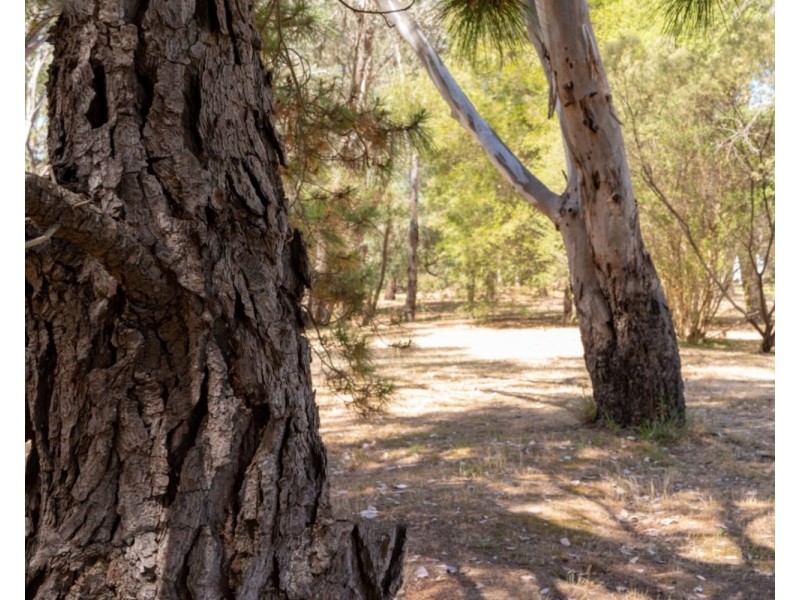 105 Conness Street, Chiltern VIC 3683