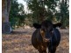 360 Whytes Road, Baranduda VIC 3691