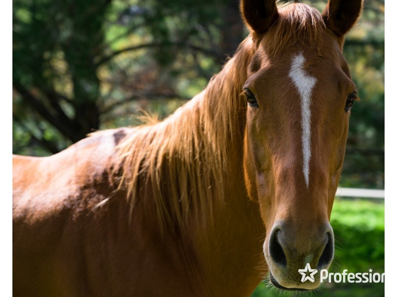 2 Dyring Street, Bethanga VIC 3691