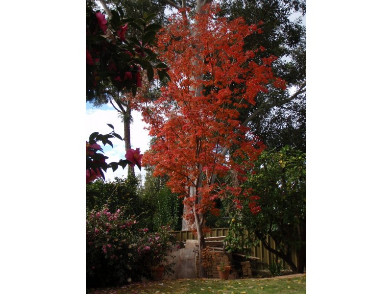 264 Desmond Street, Lavington NSW 2641