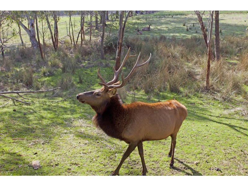 373 Toveys Road, Chiltern VIC 3683