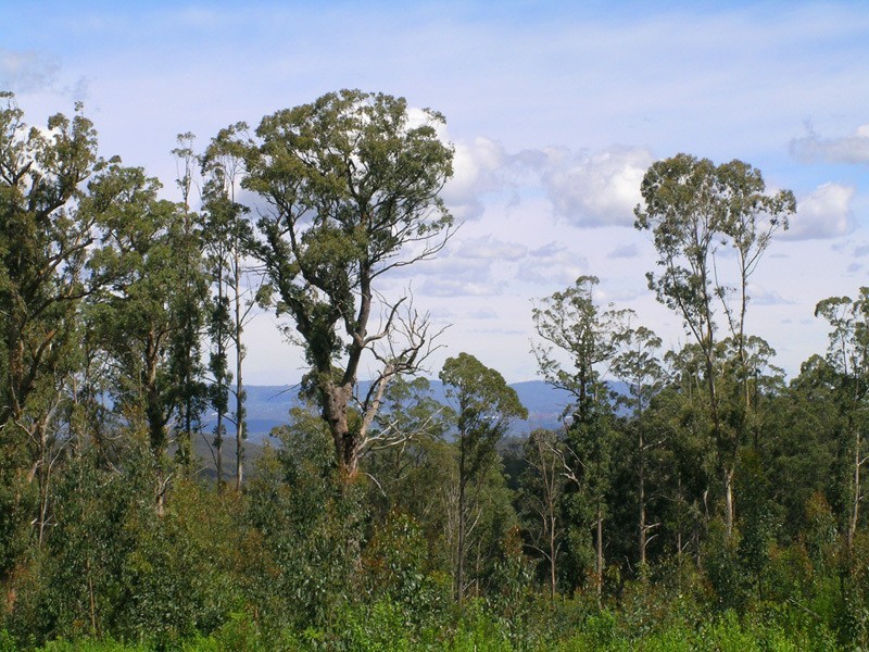 Lot / 20 Beenak Road, Beenak VIC 3139